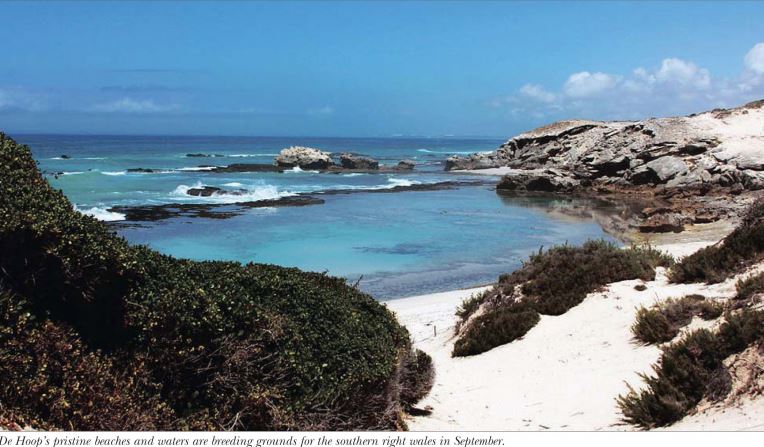 Find hope in De Hoop Collection Nature Reserve – Weekend Argus