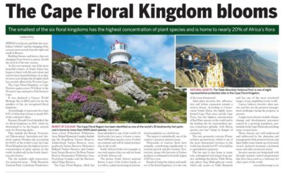 The Cape Floral Kingdom blooms