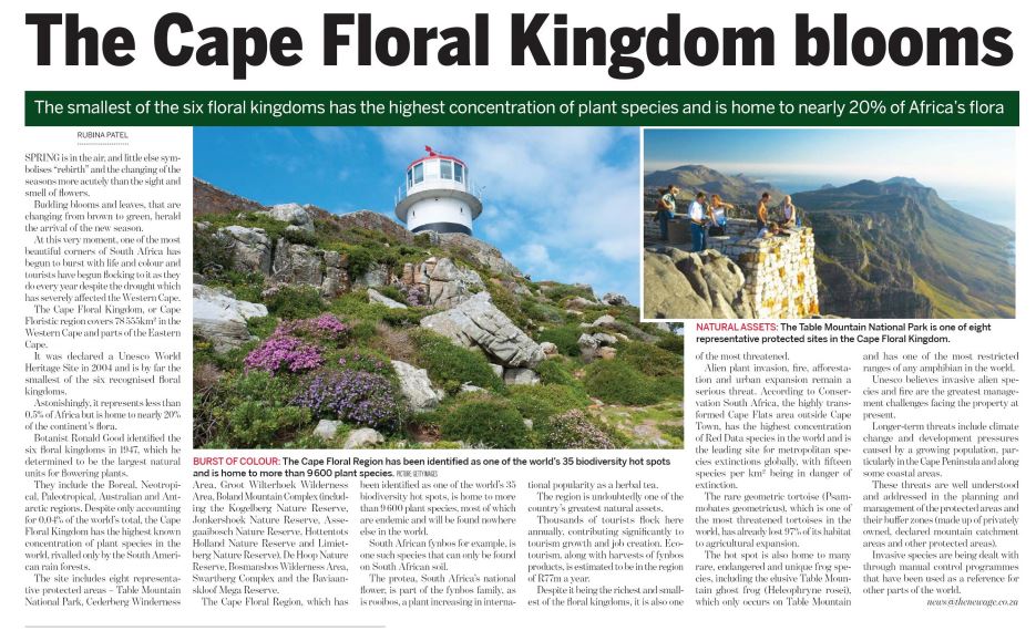 The Cape Floral Kingdom blooms