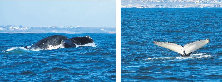 The whales are here!