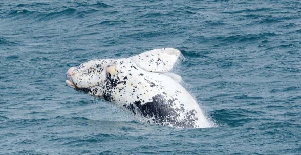 Record whale count on Cape South Coast