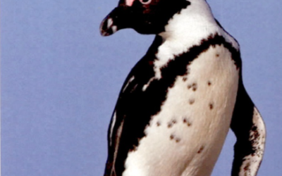 DECOY PLAN HATCHED FOR PENGUIN NESTING SITE