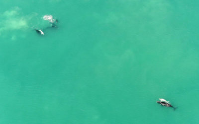 Whale bonanza in De Hoop Nature Reserve