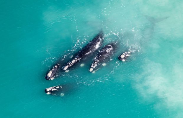 Wine Whales and Music Weekend at De Hoop 26-28 July 2019