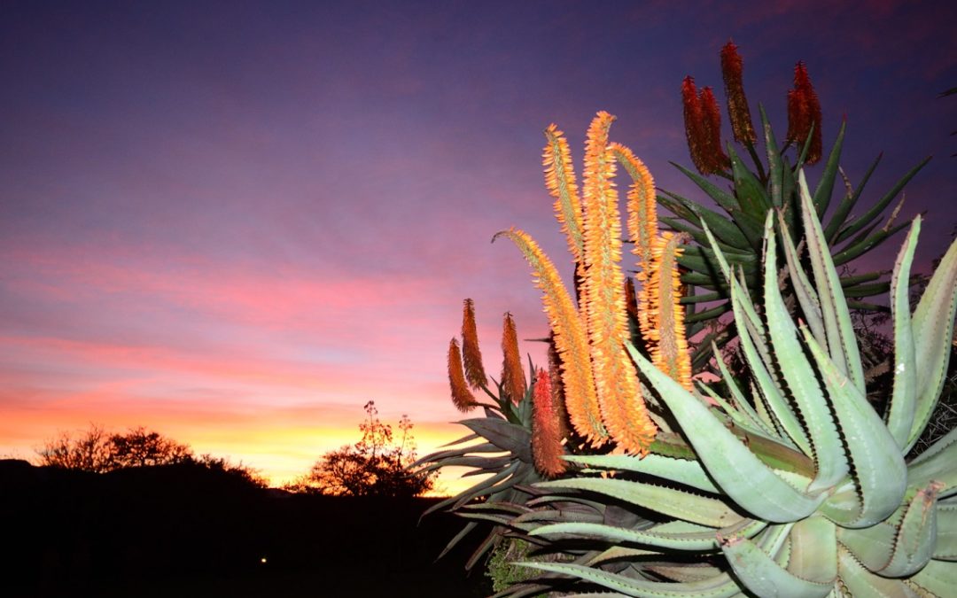A guide to the Overberg’s birds and blooms