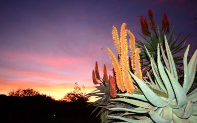 A guide to the Overberg’s birds and blooms