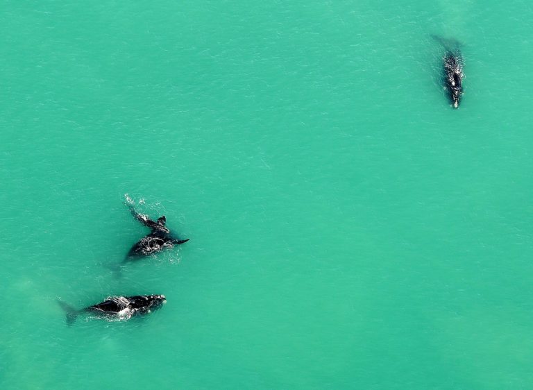 Whoop de whoop – whales at De Hoop!