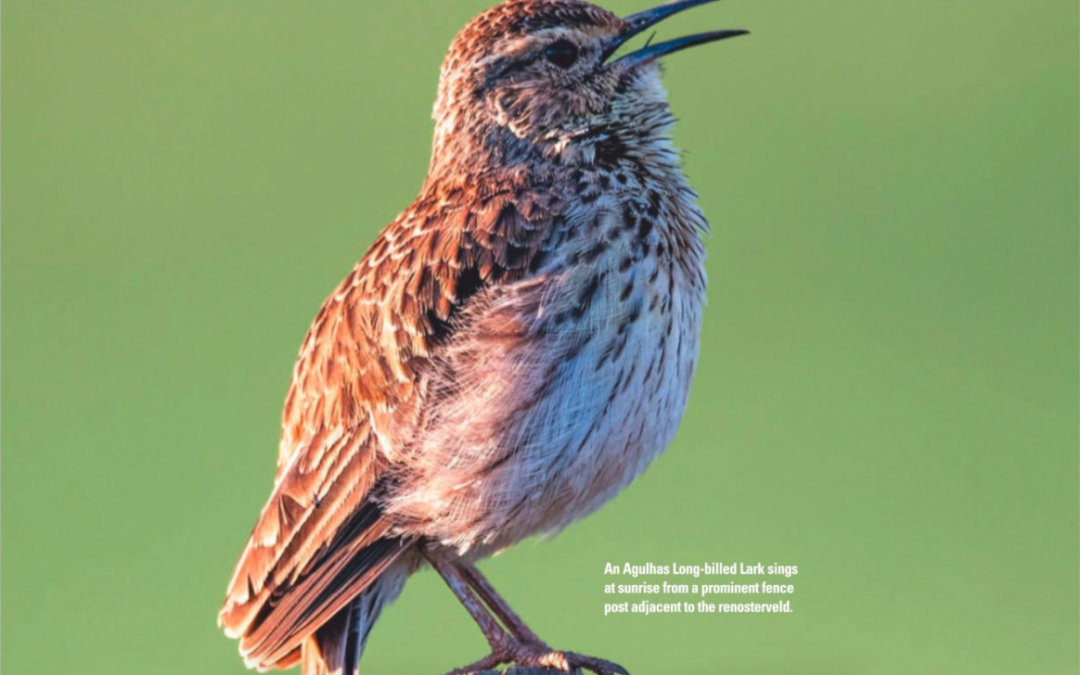 Secrets of Rare Renosterveld