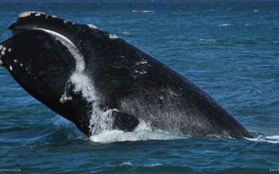WHOOP DE WHOOP – WHALES AT DE HOOP!