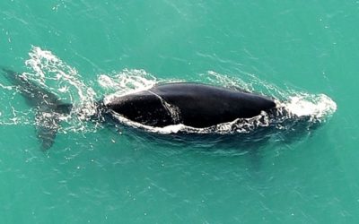 Whales at De Hoop – good results from aerial survey
