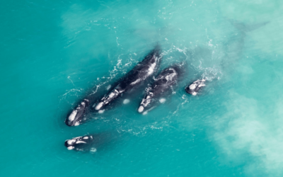 It’s whale watching season in South Africa – here’s where you’ll spot most of them
