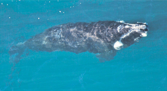 WHY ARE THERE FEWER WHALES?