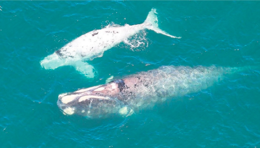 ‘Second lowest’ whale count