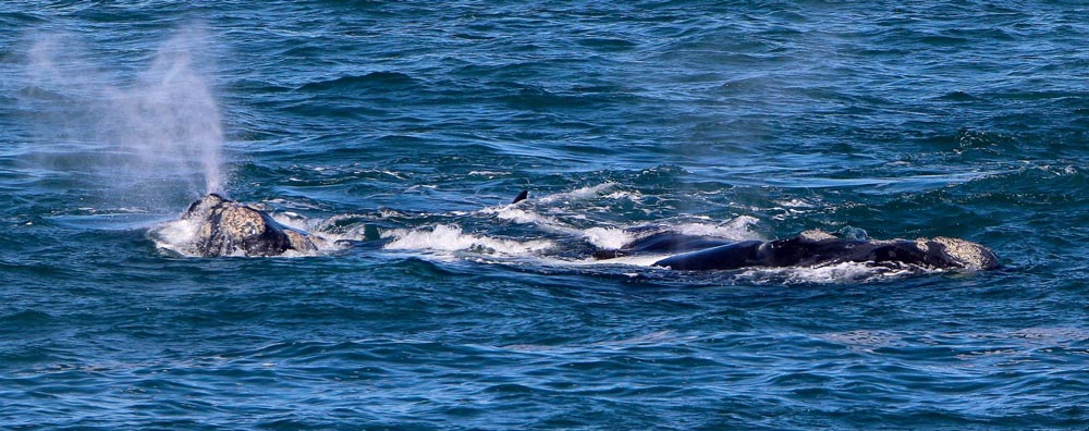 Southern right whale Aerial Survey – Press Release 2020
